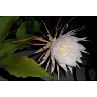 ♞,♘queen of the night cactus plant