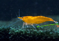 orange sunkist shrimp neocaridina x 10 pcs by [3k Aquatic]