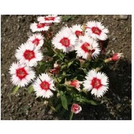 Dwarf Dianthus Pink Carousel flower seed)( Caryophyllaceae)