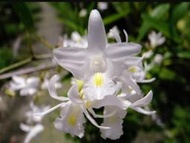 台灣 原生蘭花 Den. crumenatum (蘭嶼)鴿石斛(罕見~一年很多次花)大叢 附木