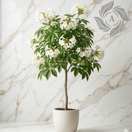 Tabebuya Rosea Ornamental Plant White Flowers 1 Meter High Suitable for Ornamental Trees to Shade th