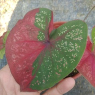 CALADIUM RED BARRET/DAUN BULAT (DEEN_FARM)