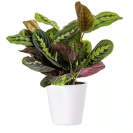 2025 New Style Live 4 Red Maranta Potted Houseplant