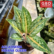 Aglaonema - Indiana Queen | Live Plant | Aglao (NO POT)