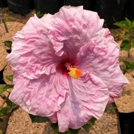 Tanaman Bunga Sepatu / Bunga Hibiscus Tumpuk Bangkok