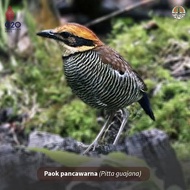 PAOK PANCAWARNA BETINA BAHAN