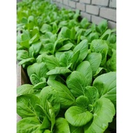 Baja AB Hydroponic Sayur Daun Buah