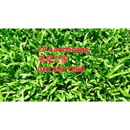 Cow Grass Philipine Grass Japanese Grass wholesale are welcome