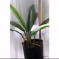PTR Tanaman hias philodendron lynette philo linet tanaman indoor