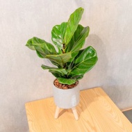 大葉琴葉榕水泥盆栽 落地盆栽 小高木腳水泥盆栽 開幕送禮 喬遷禮