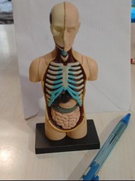 4D 人體模型 Human Torso Anatomy Model 4D Master Collectible Puzzle
