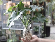 水培植栽│小天使蔓綠絨_室內植物 辦公室盆栽 店內布置