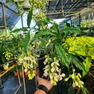 TKL - Clerodendrum Wallichii Flowering Plant (Bridal Veil) 垂丝茉莉