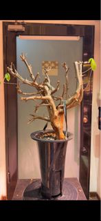 Commiphora mildbraedii 瘤莖沒藥 Burseraceae 橄欖科 Commiphora沒藥屬