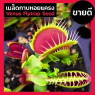 Seeds Clamshell Venus Flytrap 30 Insect-Eating Plants Insectivorous Plant Authentic 1