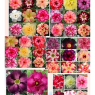 50pcs Adenium mixed seeds Taiwan imported seeds bunga benih50粒台湾花色富贵花混合不同品种，花色。