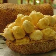 Buah Nangka Campedak Manis Per 1 Buah #Gratisongkir