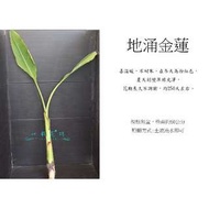 心栽花坊-地湧金蓮(地涌金蓮)(60cm苗)(限量)售價350特價300