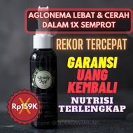 TERVIRALL!!Pupuk Aglonema Cepat BeranakPupuk Aglonema TerbaikPupuk Aglonema Terbaik Pupuk Aglonema y