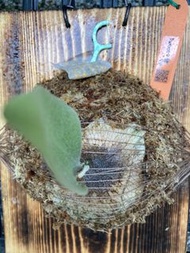 鹿角蕨P.woot 9 號己上板療癒植物-天南星-觀葉-室內-文青風-IG網紅