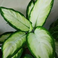 Aglonema withe - aglonema blanceng susu - tananman aglonema