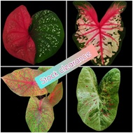 Ubi Bulb Keladi Thai Caladium USA Leopard Darcoco Pink Rose Ramlah Dealova  Clowning Around Mesmeriz