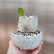 象牙玉 塊根