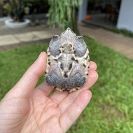 MEXICAN GIANT MUSK TURTLE MGM OVERSCUTE