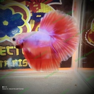 REAL PIC Cupang 53 Halfmoon Pink termurah+BONUS PAKAN