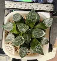 多肉 玉露 月影壽 haworthia bayeri 'moon shadow'