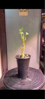 Dorstenia gypsophila 石膏琉桑