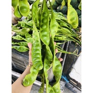 Petai Fresh dari pokok