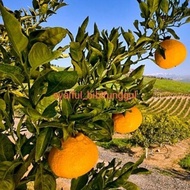 Termurah bibit jeruk dekopon sudah berbuah manis spesial
