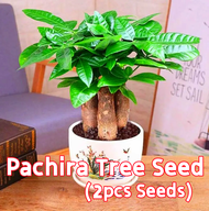 ปลูกง่าย ปลูกได้ทั่วไทย (2เมล็ด/ซอง) Pachira Tree Seeds Dwarf Money Tree Plant Seeds for Planting Lu