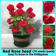 *ขายเมล็ดพันธุ์/ประเทศไทยพร้อมสต็อก*70 เมล็ด เมล็ดพันธุ์ กุหลาบสีแดง Red Rose Flower Seeds for Planting เมล็ดดอกกุหลาบ กุหลาบดอกใหญ่ เมล็ดดอกไม้ บอนสีแปลกๆ บอนไซ ไม้ประดับ ดอกไม้ปลูก Rose Plants เมล็ดบอนสีสวยๆ ต้นไม้มงคล ต้นไม้ฟอกอากาศ พันธุ์ดอกไม้