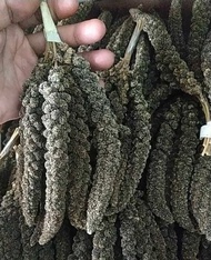 Isi 500 Gram - Jewawut tangkai hitam spray millet foxtail Pakan Burung Camilan Hamster