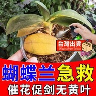 【樂樂屋】【花肥】蝴蝶蘭營養液 【免稀釋】快速促花劍開花放黃葉爛根黑斑病葉面肥