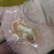 ikan cupang Dumbo ear soft gold sepasang