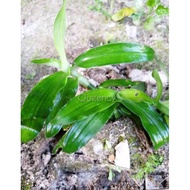 Rumput Siti Khadijah/Rumput Beijing/Rumput Cina/Spiderwort