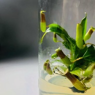 食蟲植物【豬籠草】 辦公室療癒植物 有保固好照顧 植物殺手救星