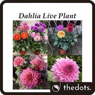 Real Live Plant Dahlia Flower Plants Pokok Hidup Dahlia Bunga Hidup 大丽花