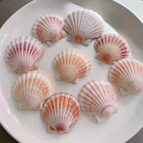 6PCS Large Colorful Natural Scallop Shells 8-10cm for Aquarium Hideaway & DIY Crafts, Safe for Hermi