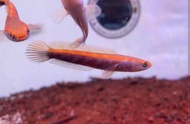 red barito channa.  size 3.5 inch.