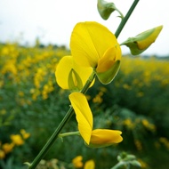 500 เมล็ด เมล็ดปอเทือง (sunn hemp) สวนครัว ปลูกผักปลอดสาร เหมาะแก่การทำสวน Vegetable Seeds