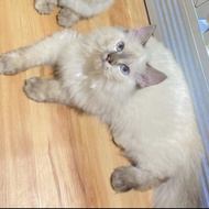Kucing persian himalayan mata biru manja betina