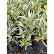 FTH # justicia gendarussa variegata # tahan panas # pokok hidup