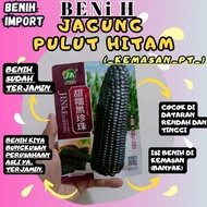 Discount Benih Jagung Pulut Hitam Berkualitas Tinggi