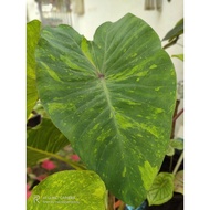 colocasia midori sour