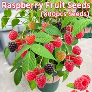 ปลูกง่าย ปลูกได้ทั่วไทย ต้นราสเบอร์รี่ เมล็ดพันธุ์ผลไม้ (800เมล็ด/ซอง) Sweet Edible Bonsai Raspberry Fruit Seeds for Planting Fruit Tree Seeds Raspberry Plant Seeds ต้นไม้ผลกินได้ เมล็ดพันธุ์ ต้นผลไม้ เมล็ดบอนสี ต้นไม้ บอนสีหายากไทย ต้นไม้ฟอกอากาศ Fruits