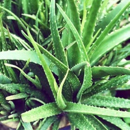 Anak pokok aloe vera / lidah buaya